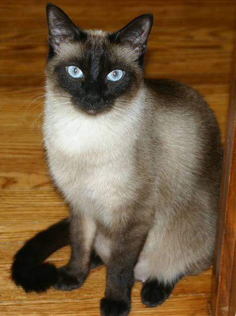 pictures of siamese cats